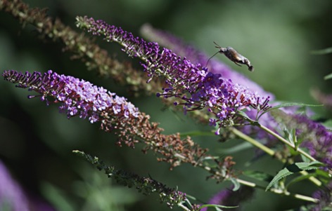 Macroglossum stellatarum